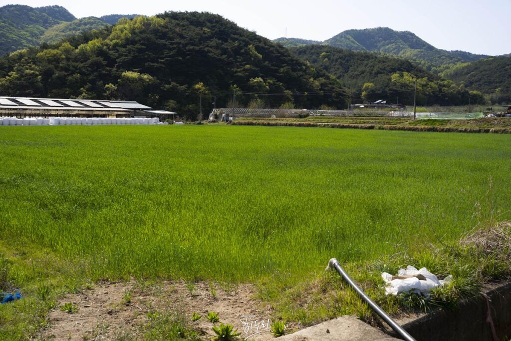 경주맛집 - 야외에서 솥뚜껑 바베큐 고깃집 '암행어사농원' 분위기에 취하지만 맛은 soso 사진 3