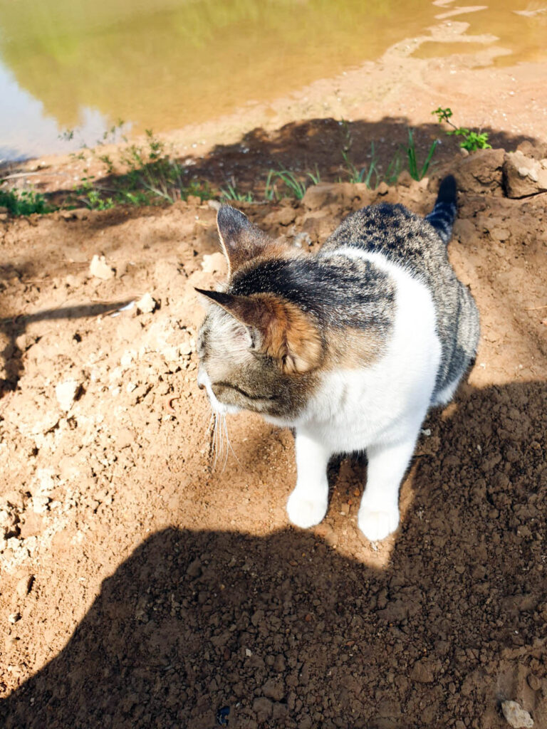 울산 중구점! 강아지 고양이 편의점 24시 무인 키오스크! 부담없는 가격! 부담없는 쇼핑 사진 21